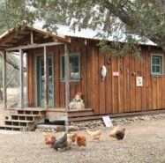 Chicken Coop