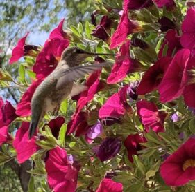 Hummingbird