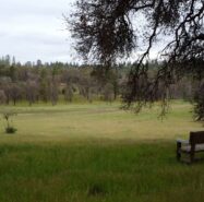 solo bench