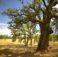 Meadow Tree