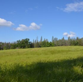 Meadow View