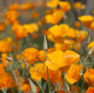 California Poppies