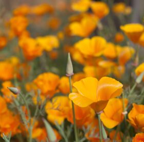 California Poppies